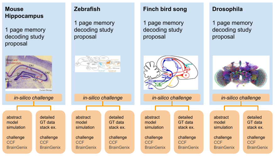 Designing example proposals for memory decoding studies