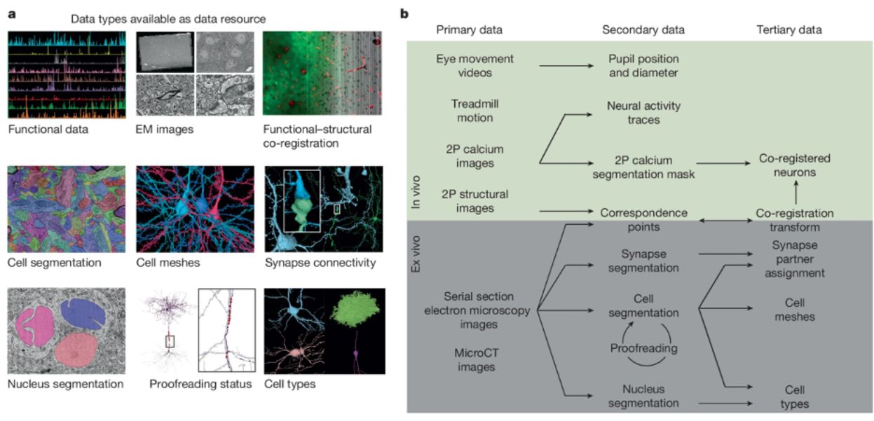 MICrONS paper figure 1