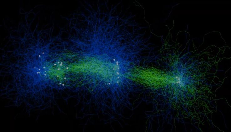 NETMORPH neural morphogenesis generated synthetic ground-truth