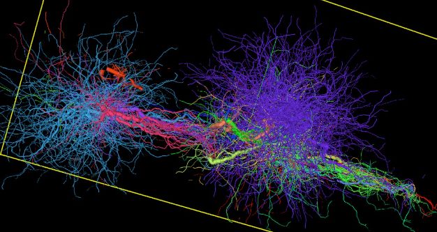 Neuroglancer view of synthetic ground-truth