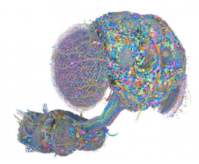 Complete Drosophila CNS