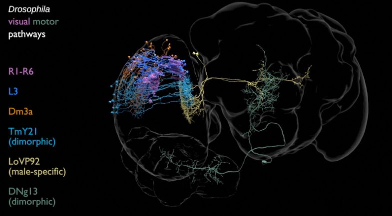 Janelia circuit tracing video