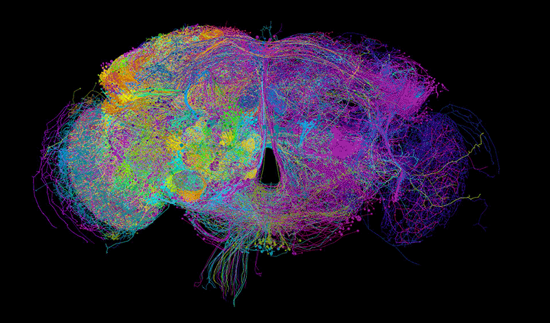 Fly brain model