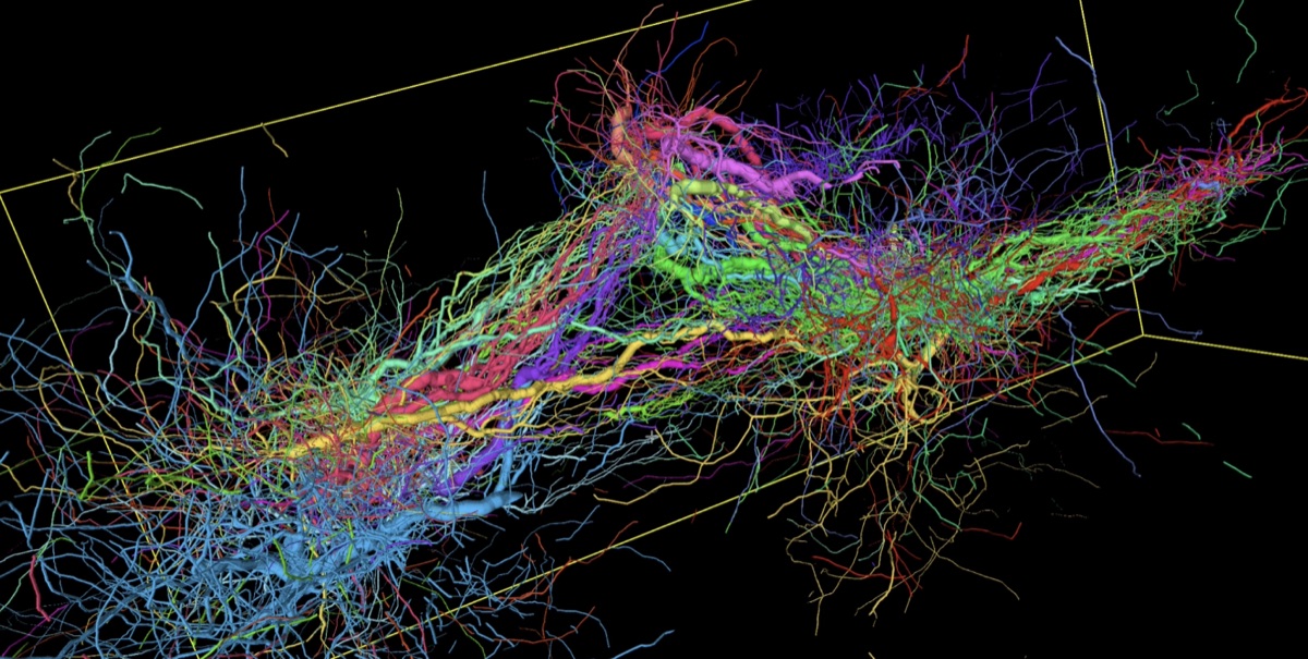 Example rendering from BrainGenix: a reconstructed tangle of neurons, coloured by cell